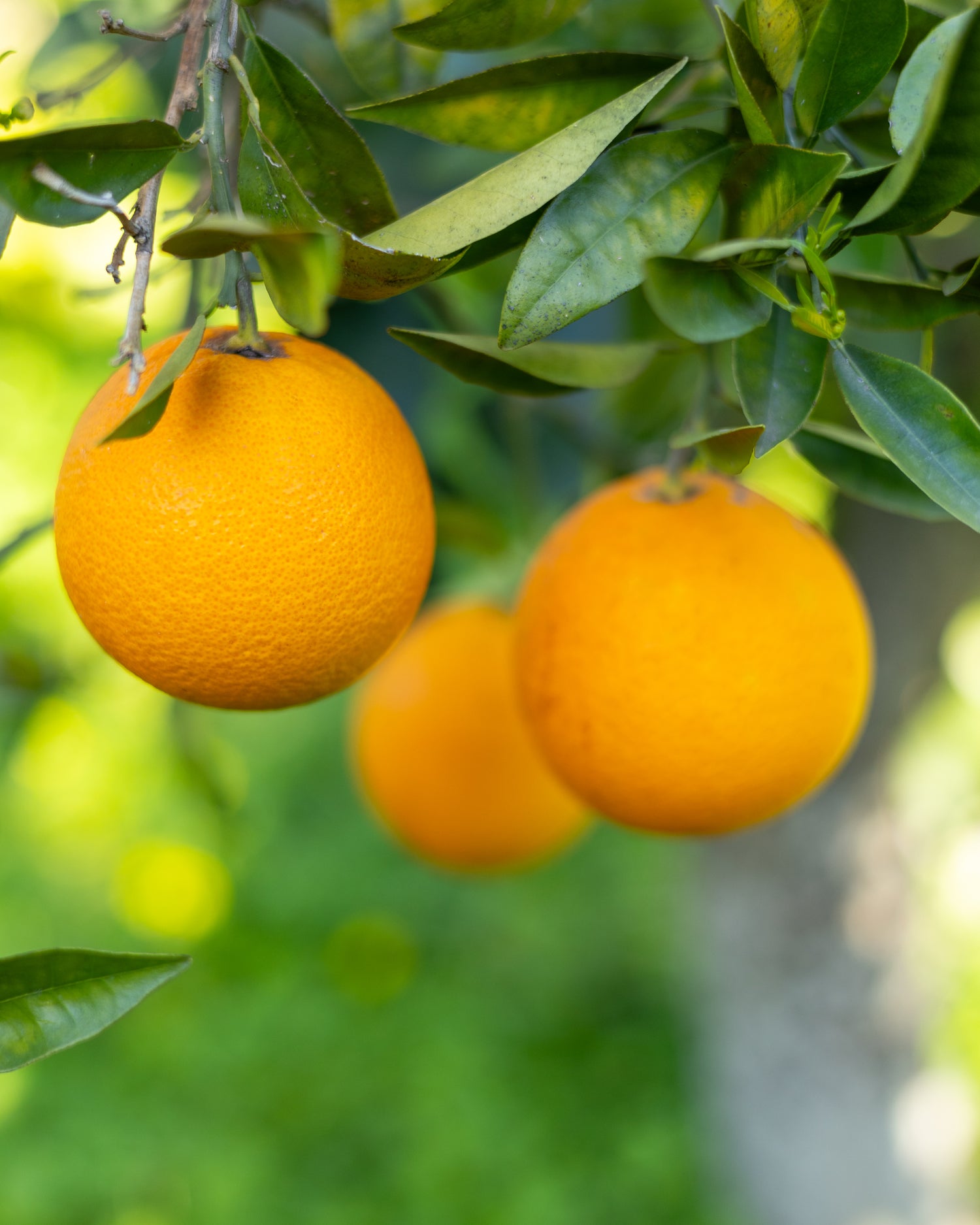 I frutti del nostro agrumeto