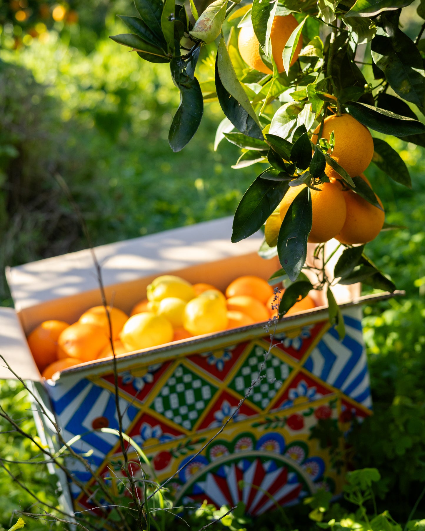 Arance di Ribera vaniglia da tavola Azienda Agricola Cusumano