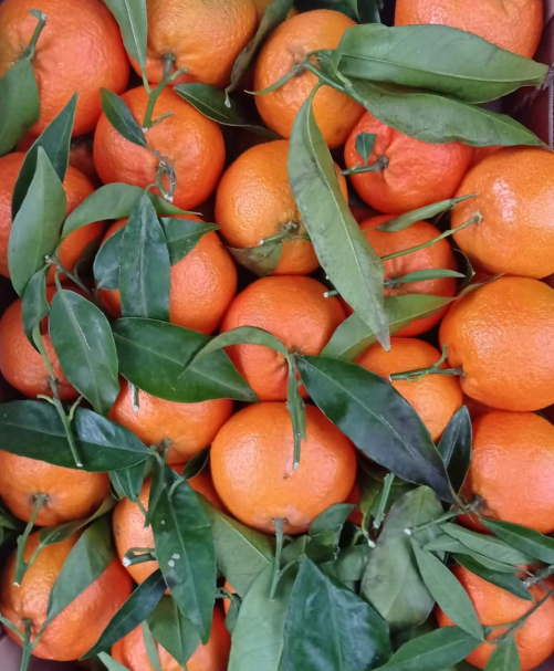 Clementine di Ribera Azienda Agricola Cusumano