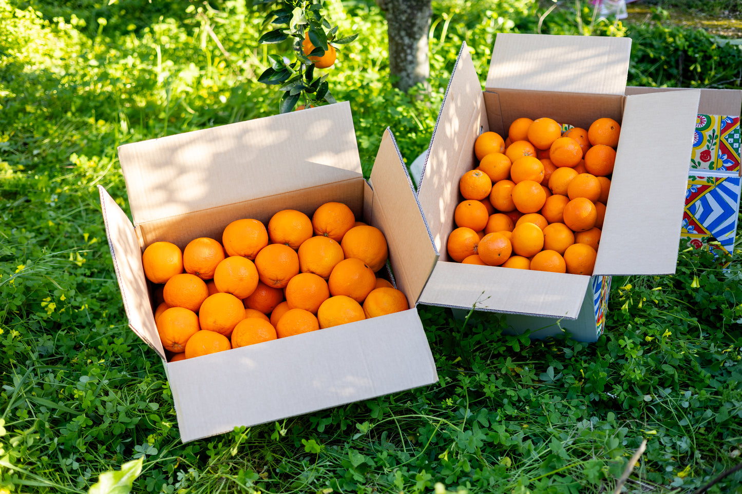 Arance di Ribera da tavola Azienda Agricola Cusumano
