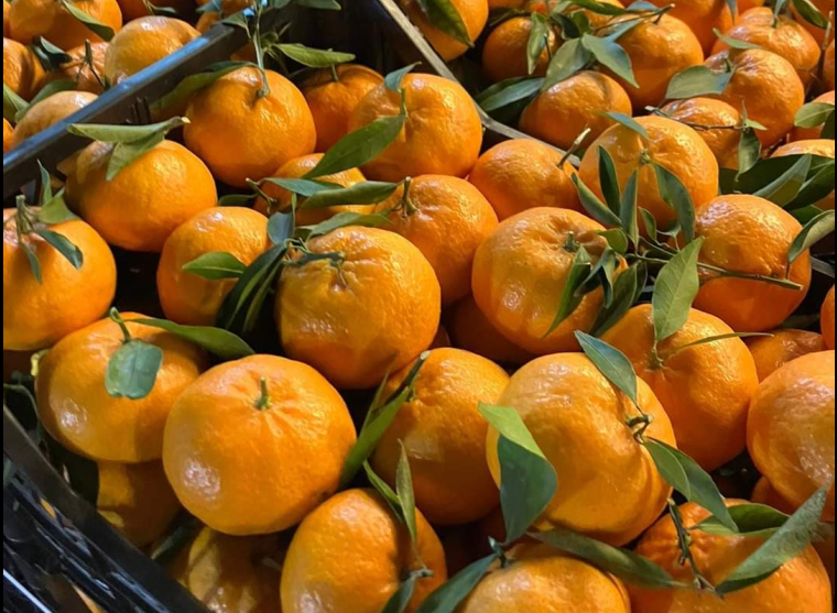 Mandarini di Ribera Azienda Agricola Cusumano